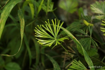 Actiniopteris dichotoma leaf3.jpeg